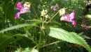 whole  : nom scientifique : Impatiens glandulifera Royle , Impatiens , Balsaminaceae 