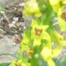 flower  : nom scientifique : Verbascum nigrum L. , Verbascum , Scrophulariaceae 