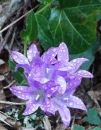 whole : nom scientifique : Campanula glomerata L. , Campanula , Campanulaceae