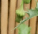 flower : nom scientifique : Sonchus oleraceus L. , Sonchus , Asteraceae