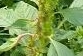 stemleaf  : nom scientifique : Amaranthus retroflexus L. , Amaranthus , Amaranthaceae 