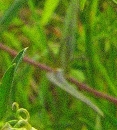 stemleaf  : nom scientifique : Melampyrum cristatum L. , Melampyrum , Orobanchaceae 