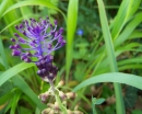 whole : nom scientifique : Muscari comosum (L.) Mill. , Muscari , Asparagaceae
