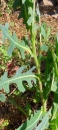 whole : nom scientifique : Lactuca serriola L. , Lactuca , Asteraceae