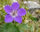 whole  : nom scientifique : Geranium pratense L. , Geranium , Geraniaceae 