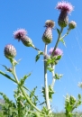 whole  : nom scientifique : Cirsium Mill. , Asteraceae 