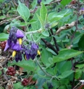whole : nom scientifique : Solanum dulcamara L. , Solanum , Solanaceae