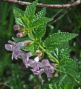 whole : nom scientifique : Melittis melissophyllum L. , Melittis , Lamiaceae