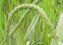 flower  : nom scientifique : Plantago lanceolata L. , Plantago , Plantaginaceae 