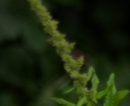 flower  : nom scientifique : Chenopodium bonus-henricus L. , Chenopodium , Amaranthaceae 