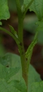 stemleaf  : nom scientifique : Chenopodium bonus-henricus L. , Chenopodium , Amaranthaceae 