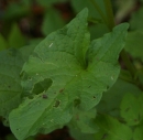 leaf  : nom scientifique : Chenopodium bonus-henricus L. , Chenopodium , Amaranthaceae 