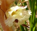 flower : nom scientifique : Orobanche L. , Orobanchaceae