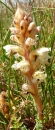 whole : nom scientifique : Orobanche L. , Orobanchaceae