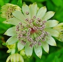 flower  : nom scientifique : Astrantia major L. , Astrantia , Apiaceae 