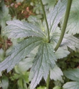 leaf  : nom scientifique : Astrantia major L. , Astrantia , Apiaceae 