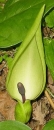 flower  : nom scientifique : Arum maculatum L. , Arum , Araceae 