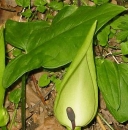 leaf  : nom scientifique : Arum maculatum L. , Arum , Araceae 