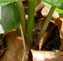 stemleaf  : nom scientifique : Arum maculatum L. , Arum , Araceae 