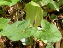 whole  : nom scientifique : Arum maculatum L. , Arum , Araceae 