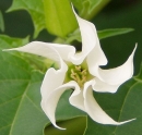 flower  : nom scientifique : Datura stramonium L. , Datura , Solanaceae 