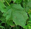 leaf  : nom scientifique : Datura stramonium L. , Datura , Solanaceae 