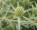 flower  : nom scientifique : Eryngium campestre L. , Eryngium , Apiaceae 