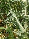 leaf  : nom scientifique : Eryngium campestre L. , Eryngium , Apiaceae 