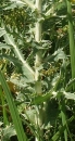 stemleaf  : nom scientifique : Eryngium campestre L. , Eryngium , Apiaceae 