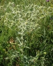 whole  : nom scientifique : Eryngium campestre L. , Eryngium , Apiaceae 