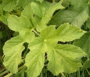 leaf  : nom scientifique : Heracleum sphondylium L. , Heracleum , Apiaceae 