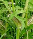 stemleaf  : nom scientifique : Heracleum sphondylium L. , Heracleum , Apiaceae 