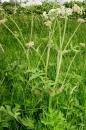 whole  : nom scientifique : Heracleum sphondylium L. , Heracleum , Apiaceae 