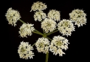 flower  : nom scientifique : Heracleum sphondylium L. , Heracleum , Apiaceae 