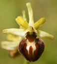 flower  : nom scientifique : Ophrys araneola Rchb. f. , Ophrys , Orchidaceae 