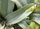 leaf  : nom scientifique : Ophrys araneola Rchb. f. , Ophrys , Orchidaceae 