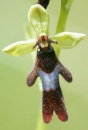 flower  : nom scientifique : Ophrys insectifera L. , Ophrys , Orchidaceae 