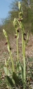 whole  : nom scientifique : Ophrys insectifera L. , Ophrys , Orchidaceae 