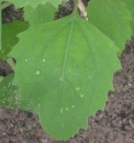 leaf  : nom scientifique : Chenopodium album L. , Chenopodium , Amaranthaceae 