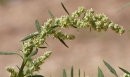 flower  : nom scientifique : Chenopodium album L. , Chenopodium , Amaranthaceae 