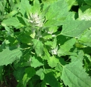 whole  : nom scientifique : Chenopodium album L. , Chenopodium , Amaranthaceae 