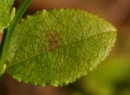leaf  : nom scientifique : Vaccinium myrtillus L. , Vaccinium , Ericaceae 