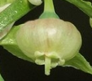 flower  : nom scientifique : Vaccinium myrtillus L. , Vaccinium , Ericaceae 