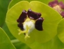 flower  : nom scientifique : Euphorbia characias L. , Euphorbia , Euphorbiaceae 