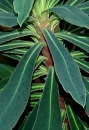 stemleaf  : nom scientifique : Euphorbia characias L. , Euphorbia , Euphorbiaceae 