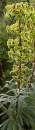 whole  : nom scientifique : Euphorbia characias L. , Euphorbia , Euphorbiaceae 