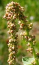 flower  : nom scientifique : Chenopodium bonus-henricus L. , Chenopodium , Amaranthaceae 