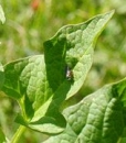 leaf  : nom scientifique : Chenopodium bonus-henricus L. , Chenopodium , Amaranthaceae 