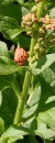 stemleaf  : nom scientifique : Chenopodium bonus-henricus L. , Chenopodium , Amaranthaceae 
