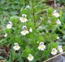 whole  : nom scientifique : Euphrasia rostkoviana Hayne , Euphrasia , Orobanchaceae 